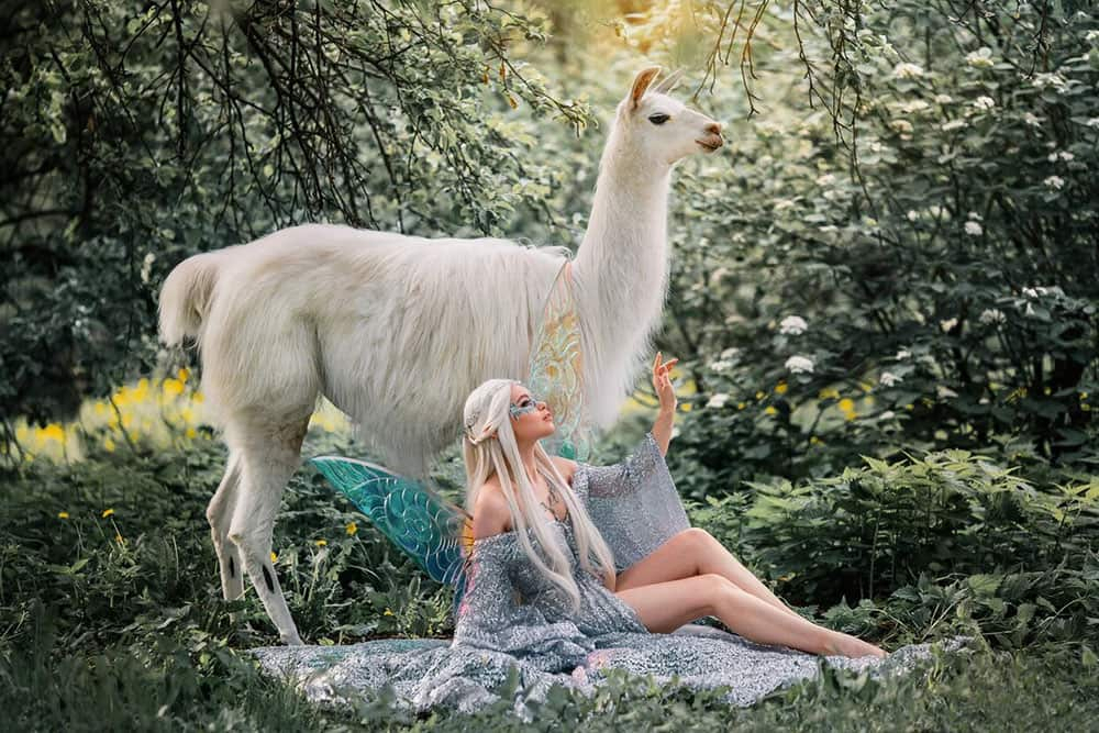 Фотосессия Лама Дрессированная на день рождения